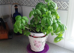 benefits of basil, basil for anti aging, basil for mosquito bites, natural remedies of basil